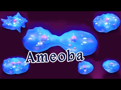 Giving birth- Ameoba giving birth Binary Fission in Ameoba - Clapp™