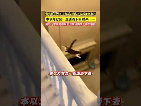貓咪趁主人不注意從2樓跳下去後瀟灑離開，本以為它會一直瀟灑下去，結果……網友：家裡多樓層的還是給貓加個防墜網吧！#shorts