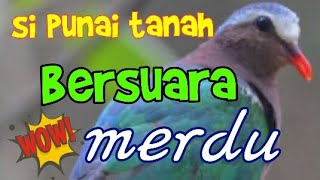 Download lagu Suara burung punai tanah/limbok. mp3