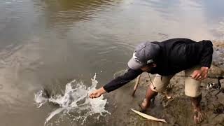 preview picture of video 'Ikan temunet sungai kapuas, kapuas hulu'