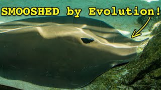 Why are Stingrays Flat?