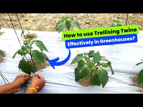 Plain uv trellising thread, for greenhouse