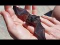 Holidaymaker Needed Rabies Treatment After Bitten By Bat She Rescued From Pool SWNS