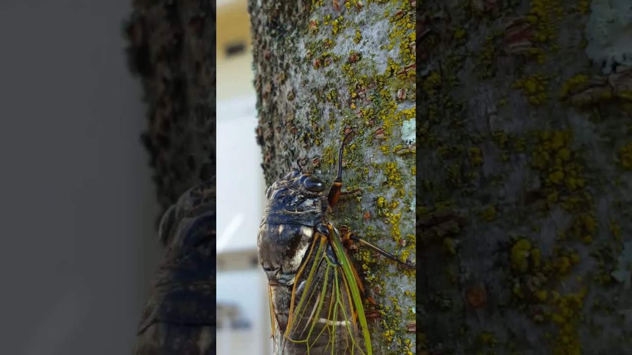撮影慣れしたセミ