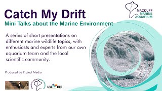 Catch My Drift Mini Talk - Troup Head: A Seabird City on the Moray Firth