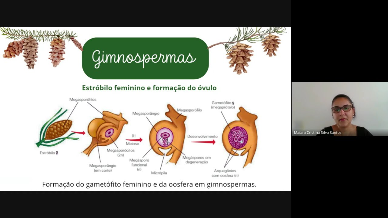 Reino Plantae - Gimnospermas e Angiospermas Pré-Enem Digit@l - SEDUC