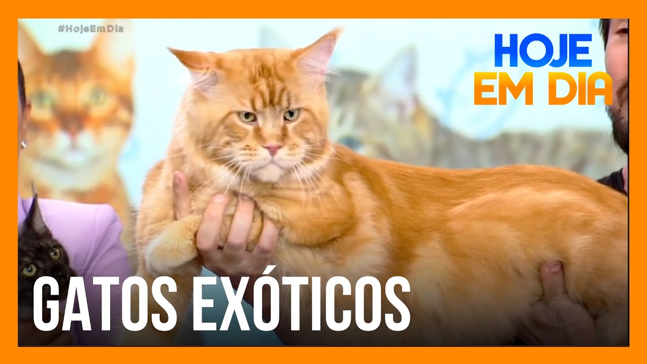 No Dia Mundial do Gato, conheça raças exóticas do felino