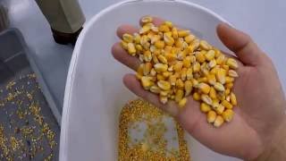 Satake EVOLUTION Yellow Corn Sorting Out Foreign Material