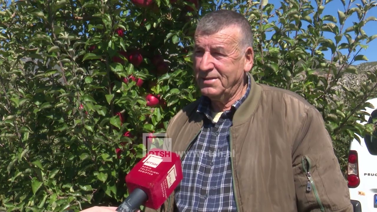 Fermeri që kultivon mollën prej 20 vitesh. Këtë vit prodhimi i mbarë, por sfidë gjetja e tregut