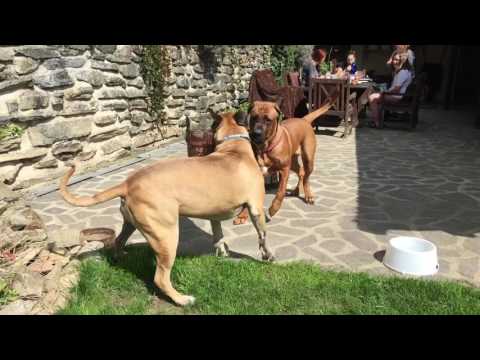 Tosa Inu and Boerboel plaing togeather