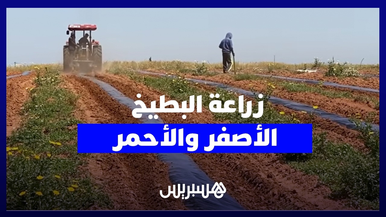 من "الباياج" إلى "لانغري".. انطلاق زراعة البطيخ الأصفر والأحمر في دكالة thumbnail