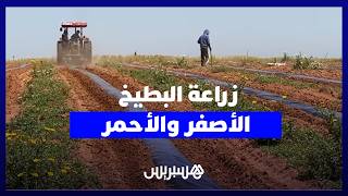 من "الباياج" إلى "لانغري".. انطلاق زراعة البطيخ الأصفر والأحمر في دكالة thumbnail