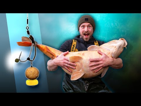 Norton Nailer Rig: DIE Hakmaschine fürs Karpfenangeln! (NICHTS für Anfänger)