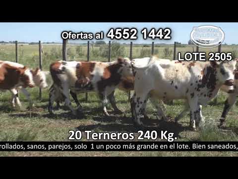 Lote 20 Terneros 17 NO y 3 NO c/  AA. 240kg -  en Parada Suárez - R2 km 204.500