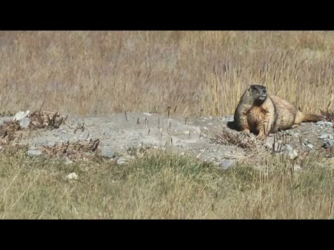 Смотреть видео Смотреть видео