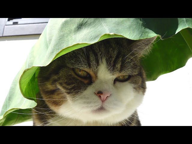 Leaf umbrella and Maru