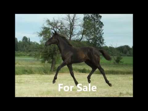 Hengstfohlen von Fürsten-Look x Dancier x Worldly