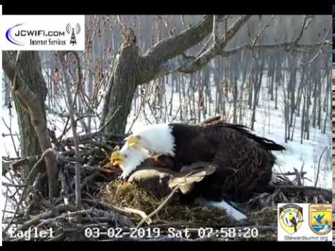 The Trio nest - Starr convincing Valor 1 it is her turn ~ March 2, 2019