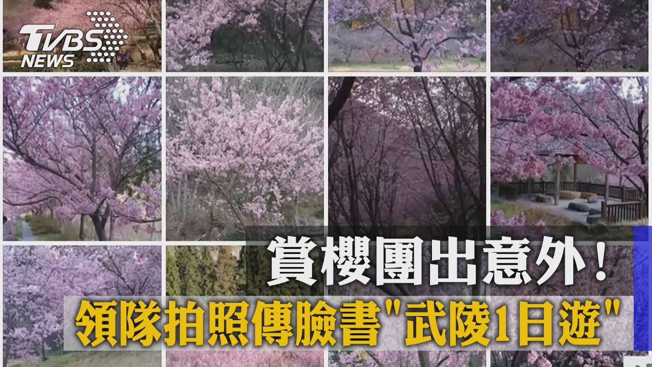 賞櫻團出意外！　領隊拍照傳臉書「武陵1日遊」