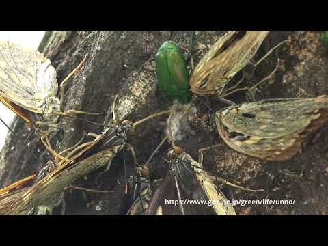 オオムラサキ樹液に集まる、解説動画