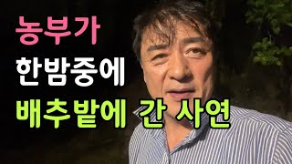 농부가 한밤중에 배추밭에 들어간 이유