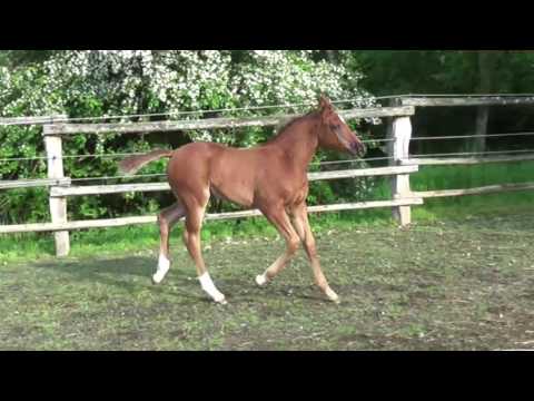 KN 7 Cosima Sf v. Contendro Star - Cosaro