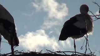 What Have I Got To Do, Mark Knopfler