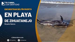 Encuentran delfín muerto en playa de Zihuatanejo