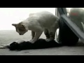 Кот потерял свою подругу 