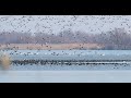 Thousands Of Nordic Ducks In The Danube Delta January 2021