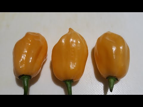 download lagu mp3 mp4 Pink Habanero, download lagu Pink Habanero gratis, unduh video klip Pink Habanero