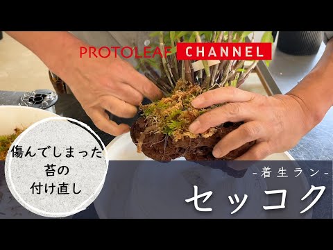 植物を傷つけずに移動したいですか？役に立つヒントを使って、デリケートなミッションを成功させるにはどうすればよいでしょうか?  庭園