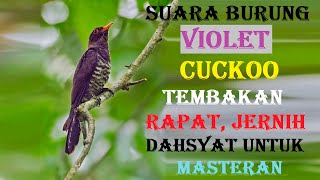 Download lagu Suara burung violet cuckoo mp3 Download lagu Suara burung violet cuckoo mp3