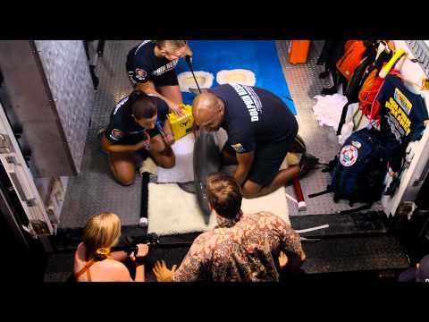 Dolphin Tale 2 Trailer