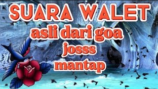Download lagu Suara Walet Asli dari goa jenih dan bersih mp3