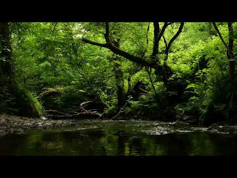 FOREST SOUNDS, RELAXING SOUNDS OF THE RIVER WITH GENTLE BIRDSONG