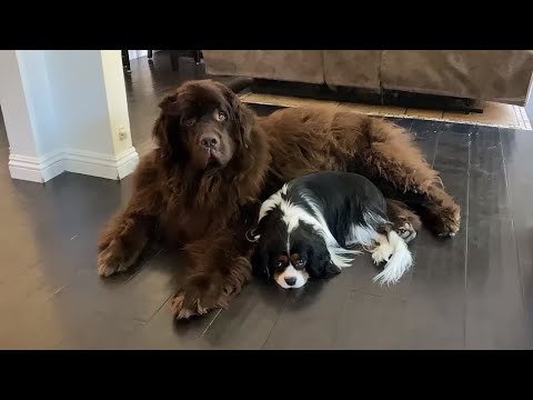 Adorably funny morning talk with Newfie and Cavalier