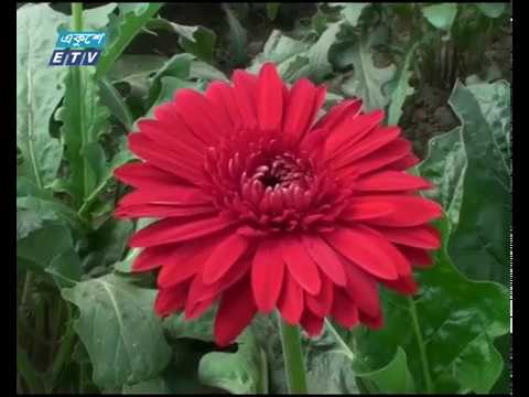 ফুল চাষ করে স্বাবলম্বী দেলোয়ার