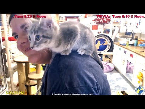 StripeyD's Kaliflower - Up Close 08-13-2022 --  Friends of Felines Rescue Center (FFRC)