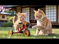 Mama Cat Saves Kitten Falls Into The Swimming Pool Dry Fur Cook And Lulling Kitten To Sleep ️