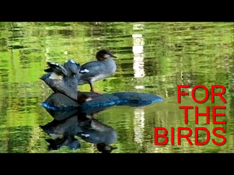 A Haida Gwaii Minute: For the Birds