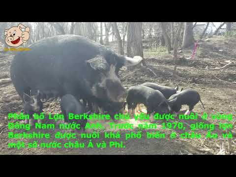 , title : 'giới thiệu lợn Berkshire (Lợn bò) | Heo giống Việt Nam'