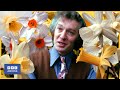 1973: Will We Ever See BLUE DAFFODILs? | Nationwide | BBC Archive