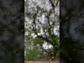 Vadivelu Trending Comdey Whatsapp Status Chennai Rain Funny Status Tamil Shorts Youtubeshorts