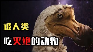 盤點被人類吃滅絕的動物，從50億到1只不剩，僅用百年時間