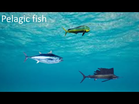 Pelagic fish facts