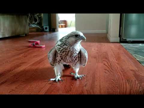 Snowflake 55 days old killer-falcon ;) 55 дней от роду / Снежинка - сокол-убийца ;)