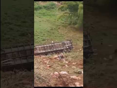 Vídeo mostra movimentação após caminhão com porcos cair em ribanceira na MG-111