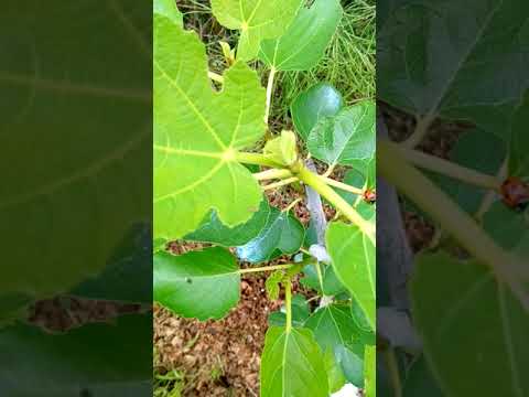 園芸 忍び寄るイチジク、ドワーフイチジク、忍び寄るイチジク