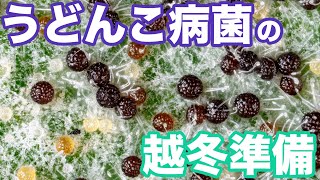うどんこ病菌の越冬準備